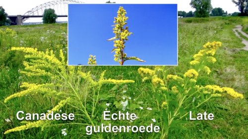Guldenroedes vergelijken Flora van Nederland