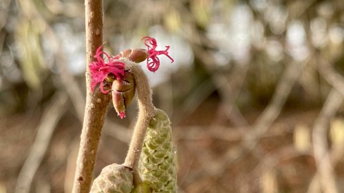 Hazelaar Flora van Nederland vrouwelijke bloeiwijze winter