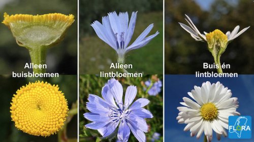 Typisch Op en neer gaan Pionier Herkennen van bloemvormen