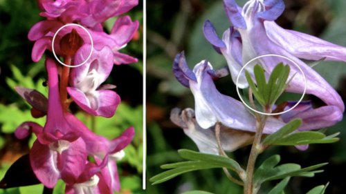 Holwortel en Vingerhelmbloem vergelijken Flora van Nederland