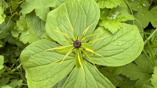 Eenbes Flora van Nederland Lelieachtigen