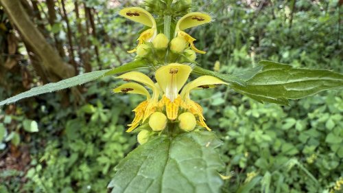 Hoofdgroep Lipbloemachtigen Flora van Nederland Gele dovenetel