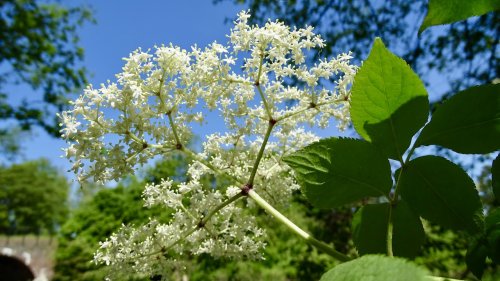 Gewone vlier Flora van Nederland inheemse struiken