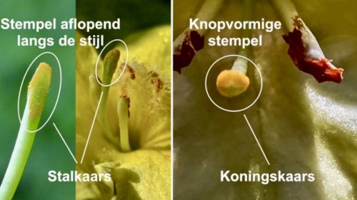 Vergelijken van kaarsen Flora van Nederland