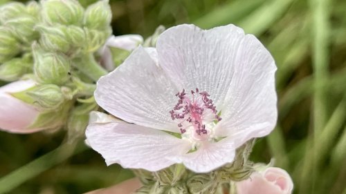 Kaasjeskruiden vergelijken Flora van Nederland Heemst