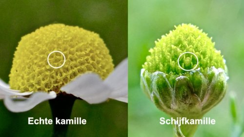 Vergelijken van Kamilles Flora van Nederland