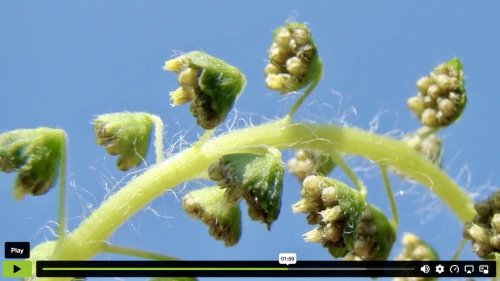 Ambrosia determinatievideo Flora van Nederland top 5 augustus 2026