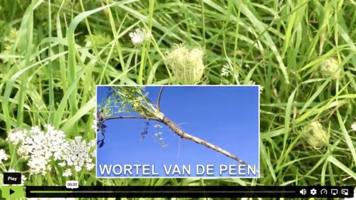 Peen determinatie video flora van nederland juli 2026 top 5