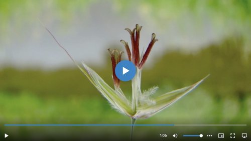 Glanshaver determinatievideo Flora van Nederland juni 2026 top5
