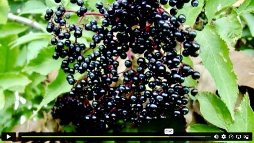 Gewone vlier Flora van Nederland september 2026 top 5