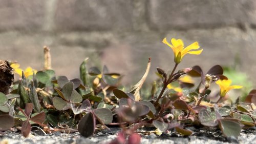 Klaverzuringfamilie Flora van Nederland