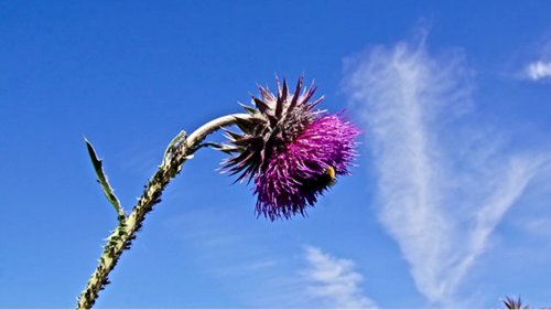 Klokjes- en Asterachtigen leren herkennen flora van Nederland