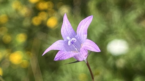 Klokjes vergelijken Flora van Nederland
