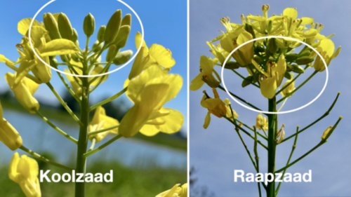 Koolzaad en Raapzaad vergelijken Flora van Nederland