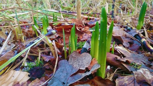 leucojum vernum scheut