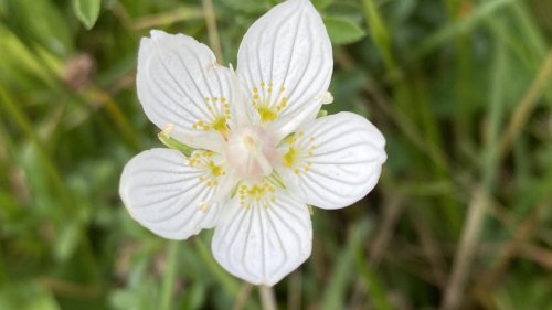 Parnassia Flora van Nederland