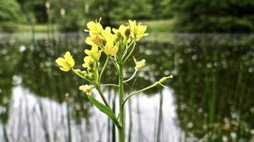Kruisbloemachtigen leren herkennen Flora van Nederland