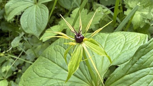 Lelieachtigen leren herkennen Flora van Nederland