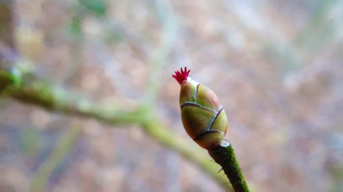 Corylus avellana 33