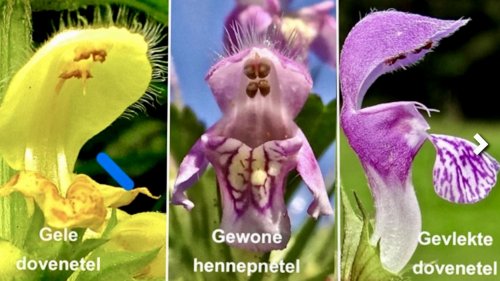 Lipbloemachtigen bekijken en vergelijken Flora van Nederland