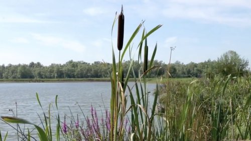 Lisdoddefamilie uitgelicht Flora van Nederland