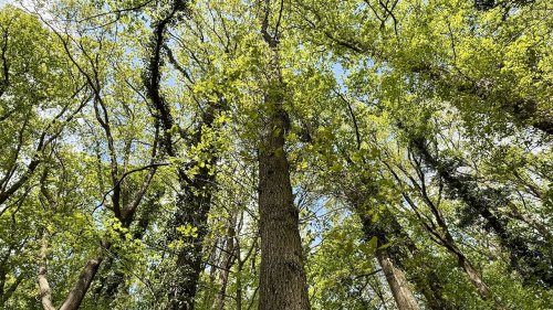 Loofbossen Flora van Nederland bomen