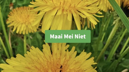 Maai mei niet Flora van Nederland 2023