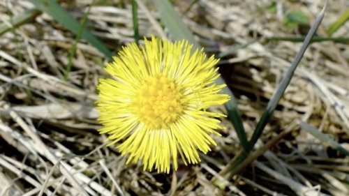 Klein hoefblad Flora van Nederland