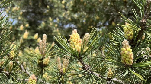 Naaldbomen basiscursus Flora van Nederland