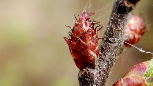 Napjesdragerachtigen leren herkennen Flora van Nederland