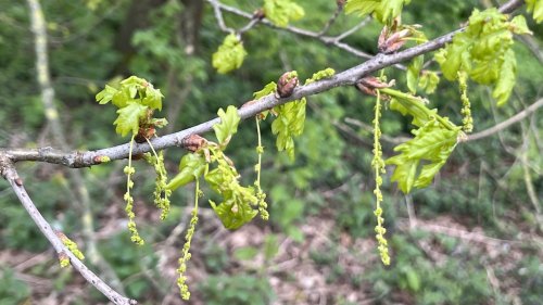 Zomereik katjes Flora van Nederland soort