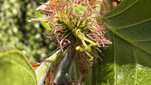 Beuk vrouwelijke bloeiwijze Flora van Nederland