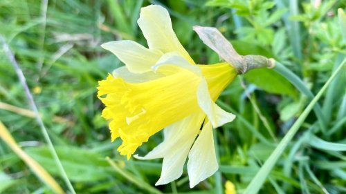 Wilde narcis Flora van Nederland lente