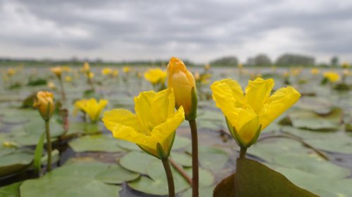 watergentiaan flora plantengemeenschppen