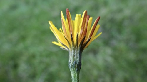 Vertakte leeuwentand Flora van Nederland