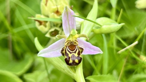 Orchideeën leren herkennen Flora van Nederland