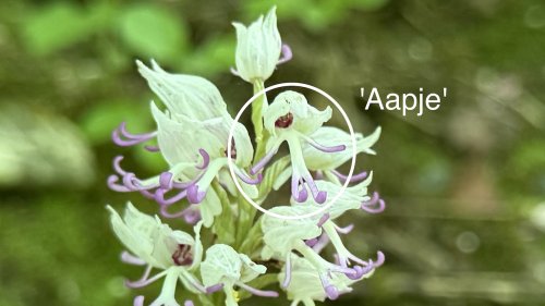 Aapjesorchis Flora van nederland Orchidee