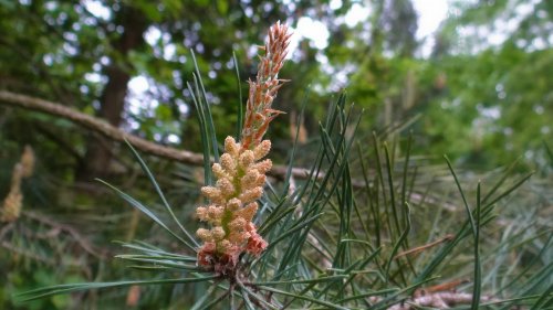 Pinus sylvestris 216