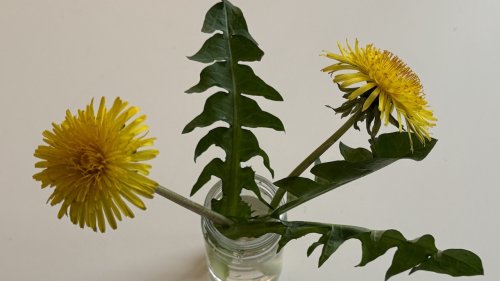 Paardenbloem determineren Flora van Nederland