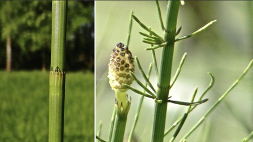 Holpijp Flora van Nederland soort