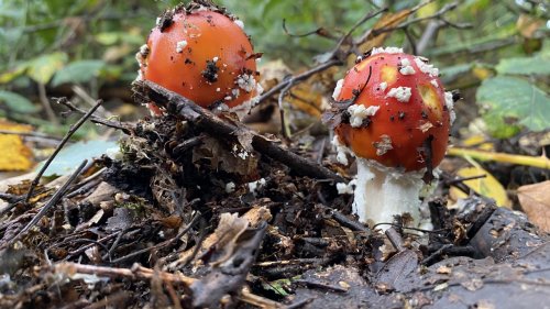 paddenstoelen  en cultuur flora van nederland