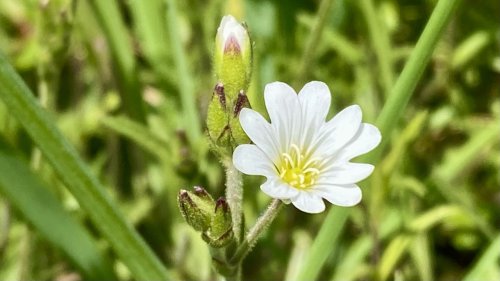 Akkerhoornbloem Plant van de week op school Flora van Nederland