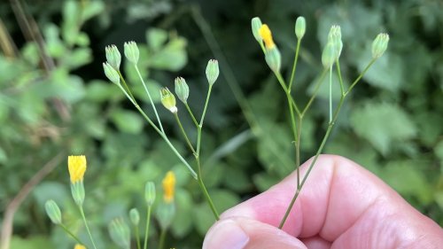 Akkerkool in de klas Flora van Nederland NIBI