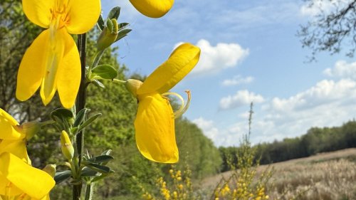 Brem NIBI Flora van Nederland Plant in de klas