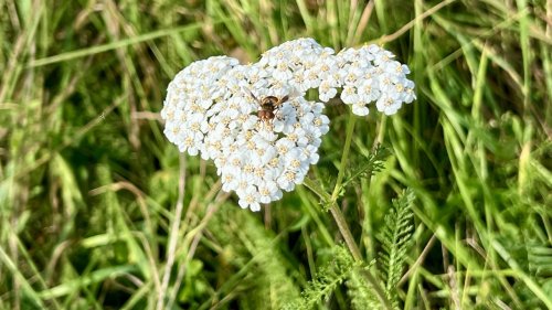 Duizendblad Flora van Nederland NIBI planten op school
