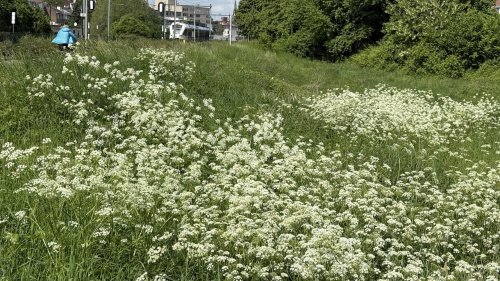 Fluitenkruid NIBI Flora van Nederland planten in de klas