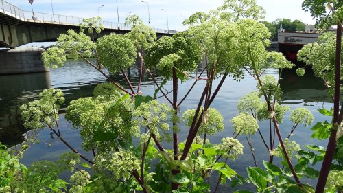 Plant in de klas Grote engelwortel Flora van Nederland NIBI