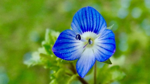Planten op school Flora van Nederland NIBI Grote ereprijs