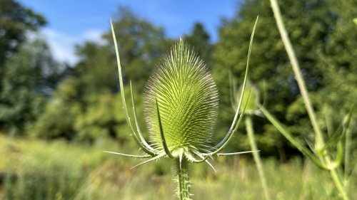 Grote kaardenbol Flora van Nederland NIBI Planten op school