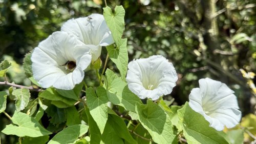 Planten op school Flora van Nederland NIBI Haagwinde